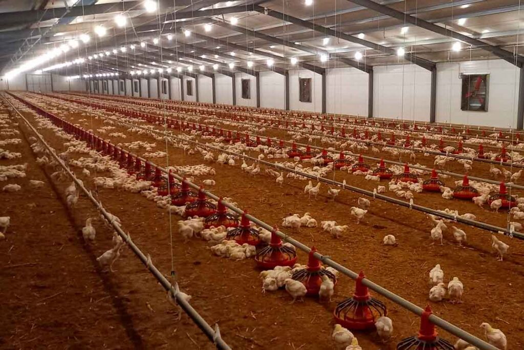 Crianza y engorde Pollos Cano