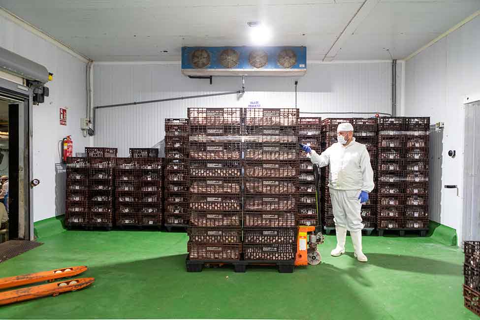 Compromiso con la frescura - Pollos cano