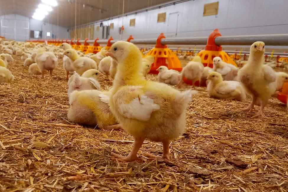 Gallinas reproductoras e incubadoras